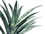  Outdoor UV Rated 26" Black Coral Yucca 