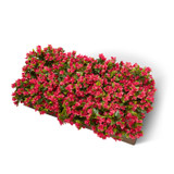 Bouganvillea plants with fuscia flowers. Shown: 8 SQFT