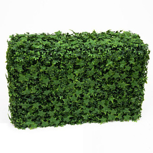 UV Outdoor Rated English Ivy Hedge on white background UV Outdoor Rated English Ivy Hedge on white background