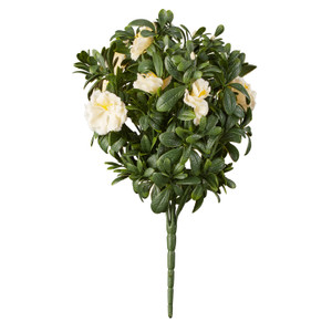 UV Rated White Azalea bush with green leaves on white background UV Rated White Azalea bush with green leaves on white background