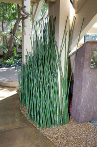 UV Outdoor Rated Horsetail Reeds- Individual UV Outdoor Rated Horsetail Reeds- Individual