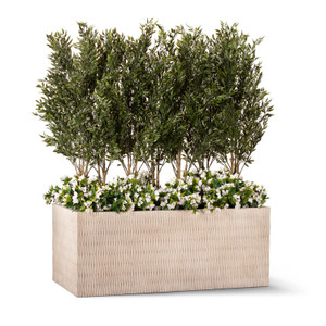 Ruscus & Bougainvillea in Draper Fiberstone Planter