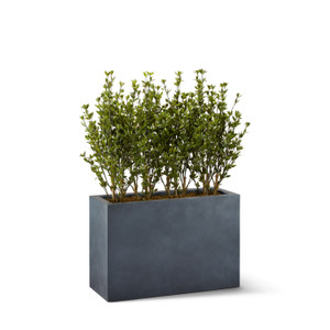 Brow Trees in Modern Fiberstone Planter