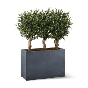 Ixora Chinensis in Modern Fiberstone Planter Ixora Chinensis in Modern Fiberstone Planter