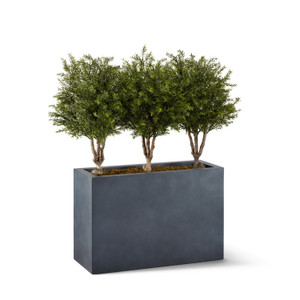 Plum Topiary in Modern Fiberstone Planter