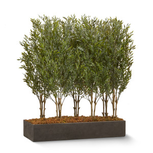 Ruscus trees sold by the square foot. Shown: 8 SQFT, 6 PLANTS