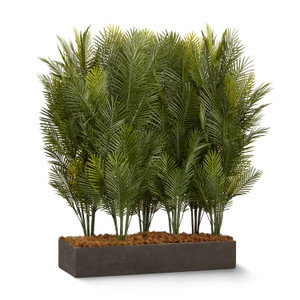 Areca palms sold by the square foot. Shown: 8SQFT, 6 PLANTS Areca palms sold by the square foot. Shown: 8SQFT, 6 PLANTS
