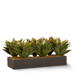 Agave sold by the square foot. Shown: 8 SQFT Agave sold by the square foot. Shown: 8 SQFT
