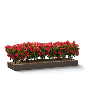 Bouganvillea plants with fuscia flowers. Shown: 8 SQFT