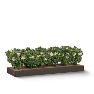 Azalea plant with cream flowers sold by the square foot. Shown: 8 SQFT Azalea plant with cream flowers sold by the square foot. Shown: 8 SQFT