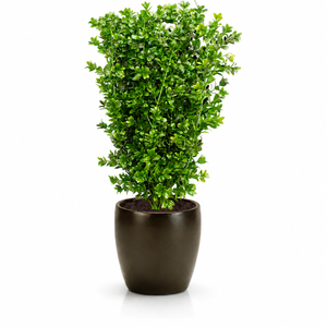 26" Boxwood Bush  UV rated in a bronze colored container
