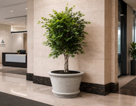 The Waterless Workspace: Designing an Office That Stays Permanently Lush & Vibrant