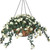 Cream UV Outdoor Rated Impatiens in 22" Hanging Basket Cream UV Outdoor Rated Impatiens in 22" Hanging Basket