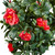 UV Rated Red Azaleas with green leaves on white background