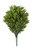 Wild Outdoor Rated Cypress Bush