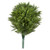 Wild Outdoor Rated Cypress Bush