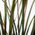 Close up of Green Fountain Grass Close up of Green Fountain Grass