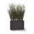 Outdoor Rated Fountain Grass in a Modern Planter on white background Outdoor Rated Fountain Grass in a Modern Planter on white background