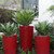 UV Outdoor Rated 28.5" Agave in red planters