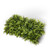 Boston fern plants sold by the square foot. Shown: 8 SQFT, 16 PLANTS