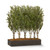 Ruscus trees sold by the square foot. Shown: 8 SQFT, 6 PLANTS Ruscus trees sold by the square foot. Shown: 8 SQFT, 6 PLANTS