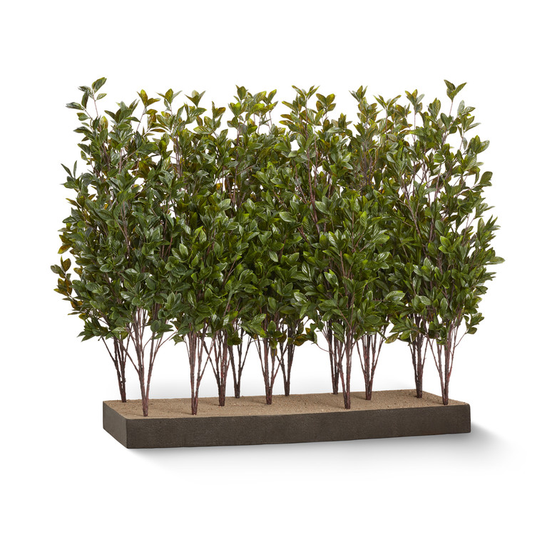 Cherry laurel trees sold by the square foot.  Medium density. Shown: 8 SQFT, 12 PLANTS