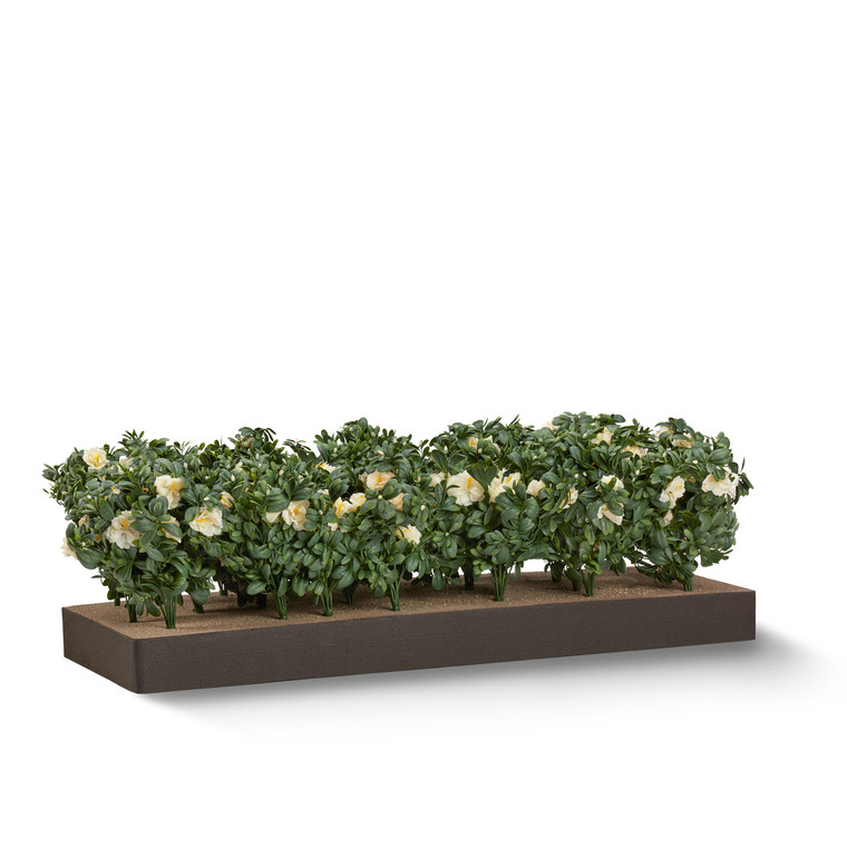 Azalea plant with cream flowers sold by the square foot. Shown: 8 SQFT