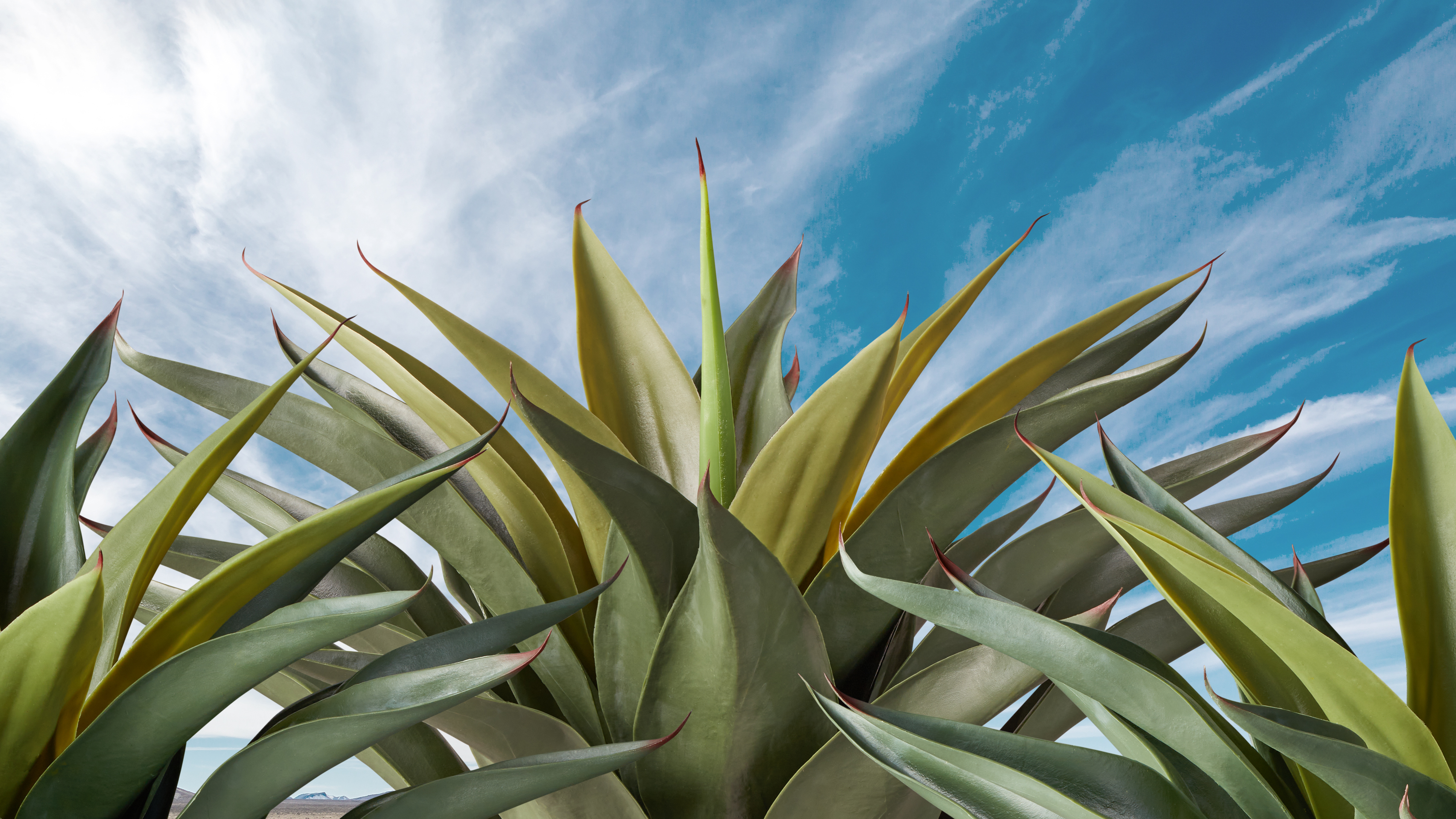 UV Rated Agaves  in several heights, colorations, and varieties to easily add to your landscaping and container gardening. No maintenance.