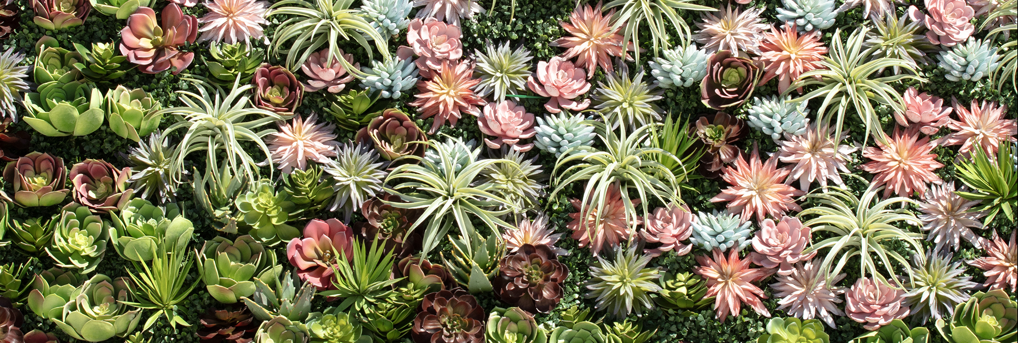 Outdoor rated UV protected succulents for outdoor living walls, containers, window boxes and more- Looks real- zero maintenance.