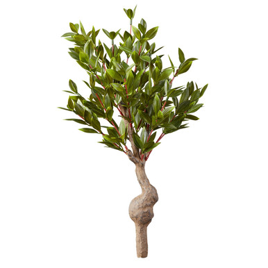 yakuza bonsai Japanese Cryptomeria #3 Bonsai Tree – Bella Bonsai Nursery