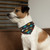 Pet Bandana Collar -  Colorful Fish