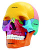 4D Human Anatomy Didactic Exploded Skull
