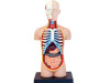 Damaged Package/Factory Sale -4D Human Anatomy Torso