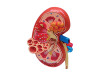 Damaged Packaging/Factory Sale- 4D Human Anatomy Kidney