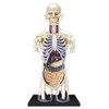 4D Human Anatomy Transparent Torso Damaged Packaging