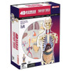 4D Human Anatomy Transparent Torso Damaged Packaging
