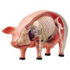 4D Vision Pig Damaged Packaging