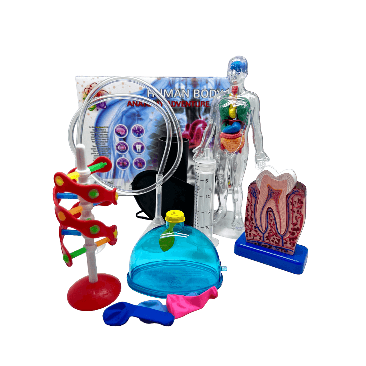 TEDCO's Human Body Science Kit