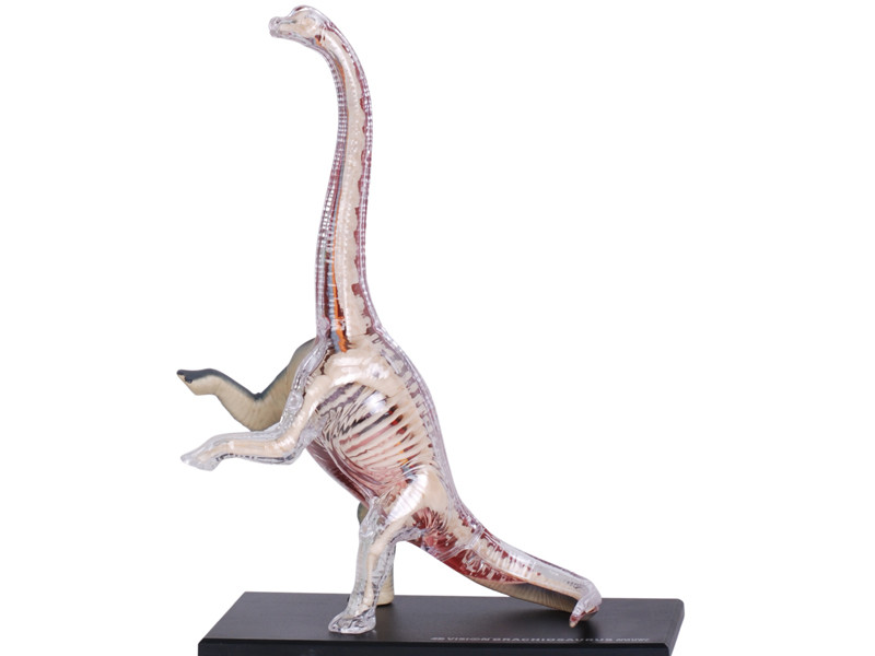 4D Vision Brachiosaurus Vision Model