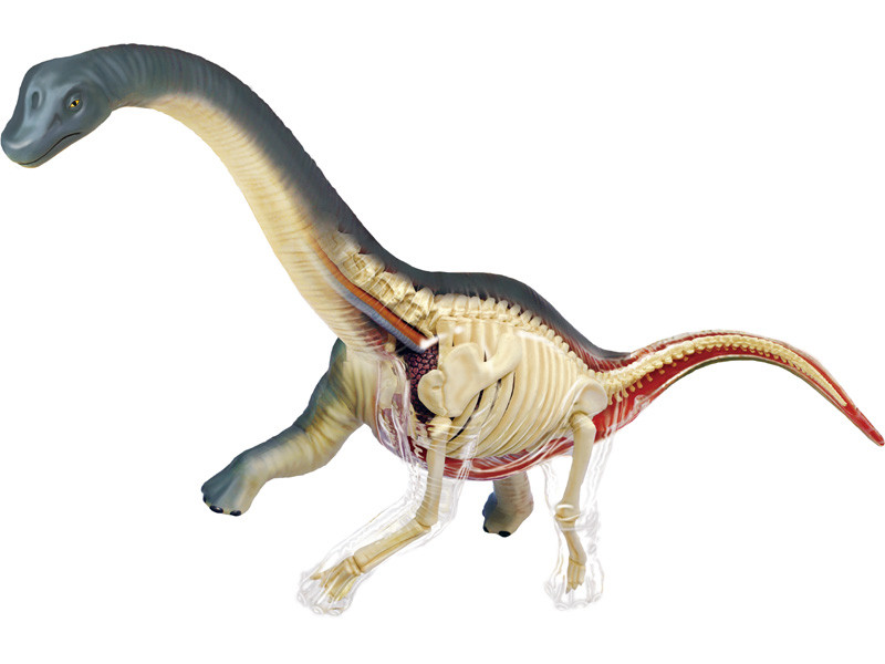 4D VISION Brachiosaurus 解剖模型/ブラキオサウルス 4D Vision Brachiosaurus Vision Model