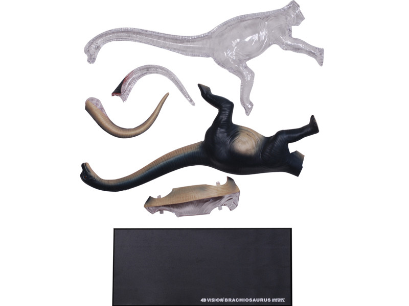 4D Vision Brachiosaurus Vision Model