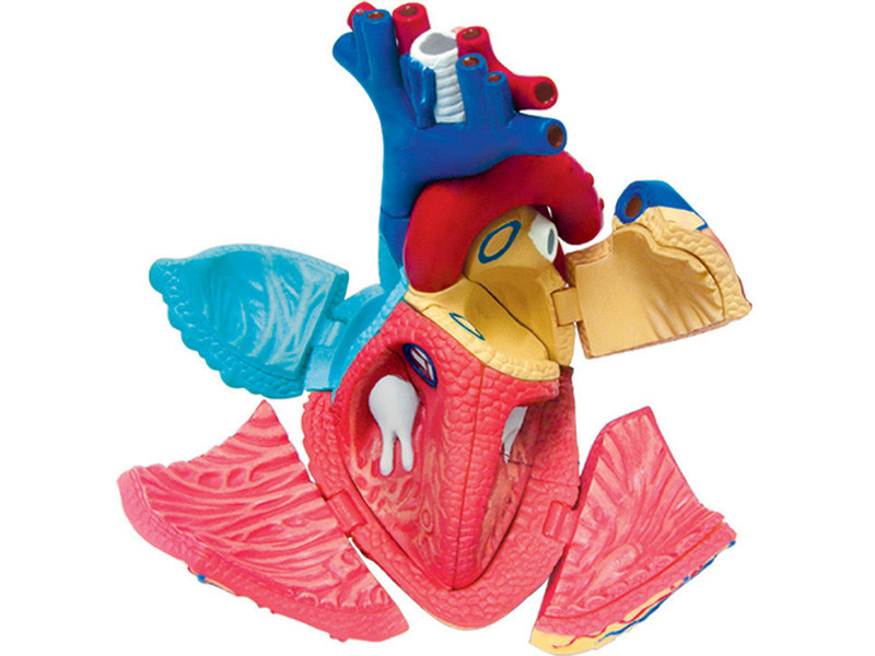 4D Human Heart Anatomy Model – 32-Piece Educational Puzzle for Ages 8+
