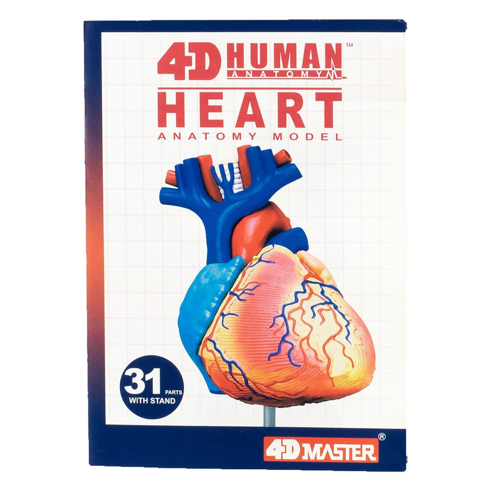 4D Human Heart Anatomy Model – 32-Piece Educational Puzzle for Ages 8+