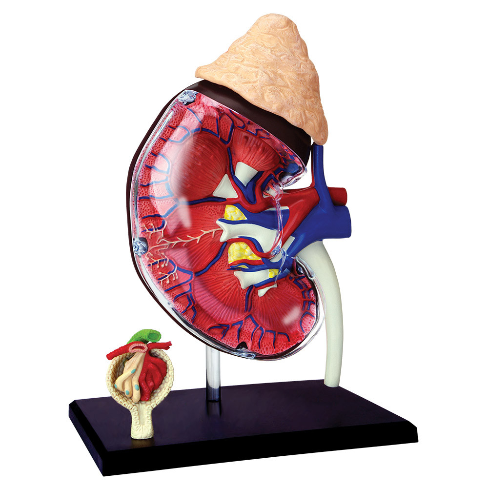 4D HUMAN ANATOMY 人体模型/成人/婦人科/泌尿器科　新品 4D Human Anatomy Kidney