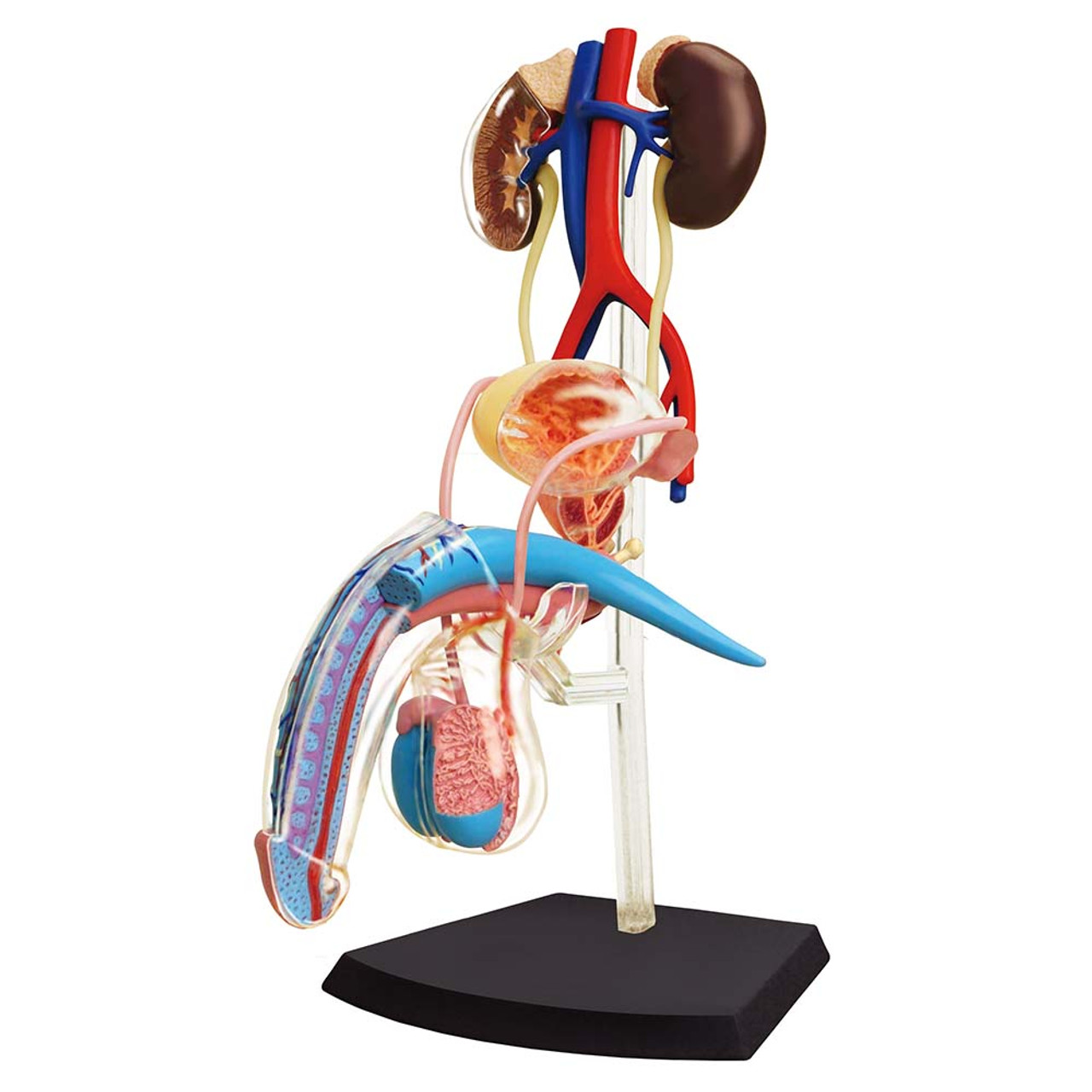 ANATOMY　MALE 　人体模型 Anatomy Tools AnatomyTools
