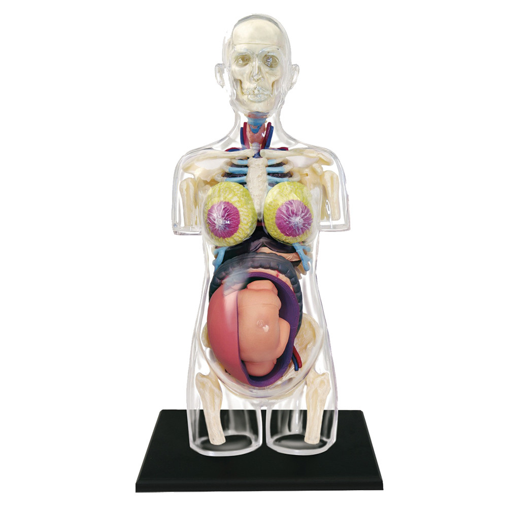 4D Human Anatomy Transparent Pregnancy