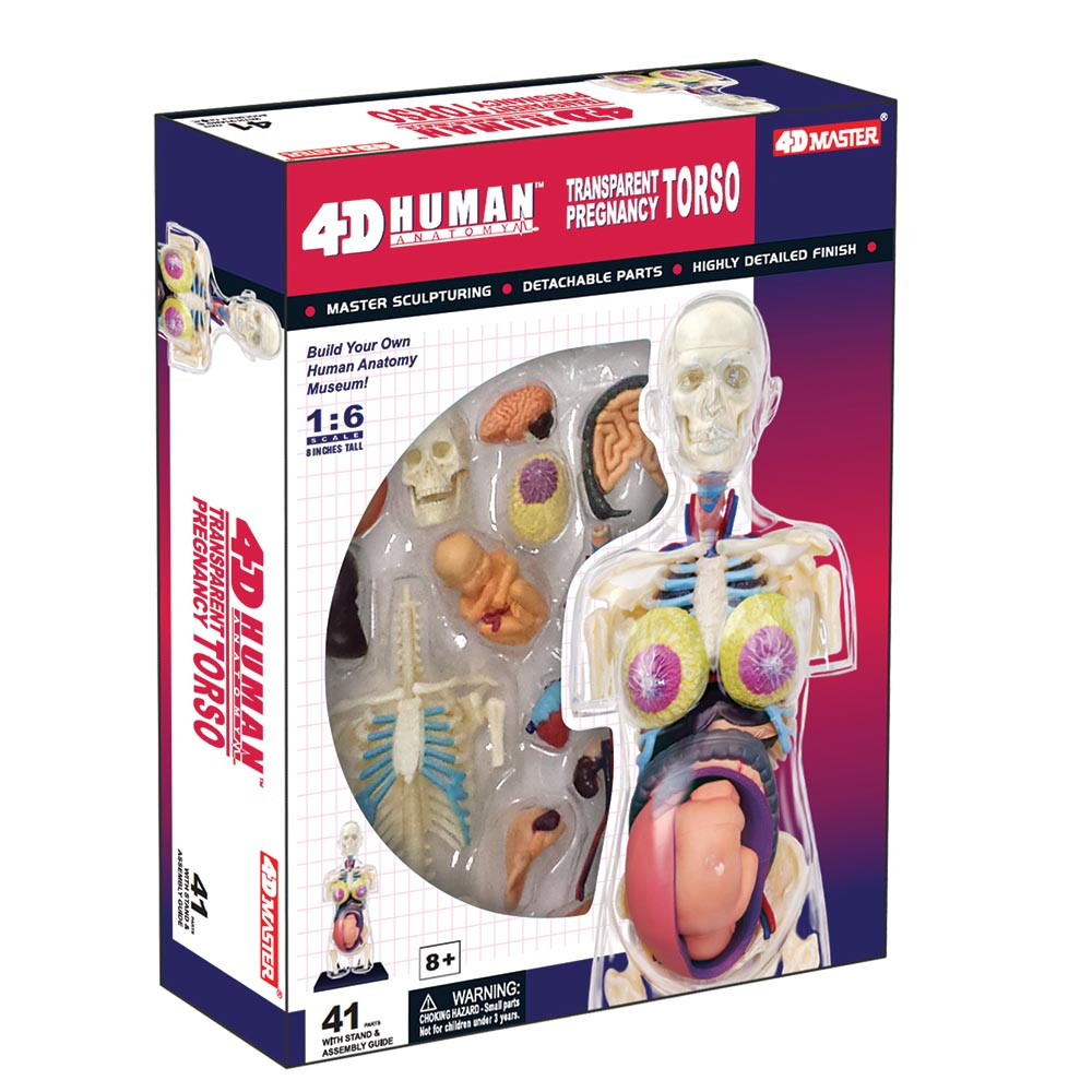 4D Human Anatomy Transparent Pregnancy