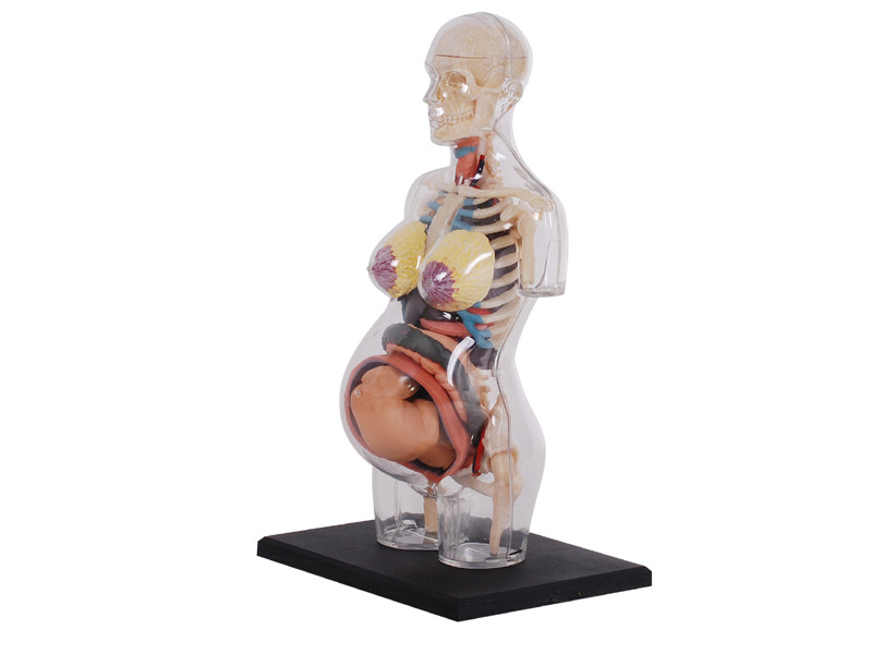 4D Human Anatomy Transparent Pregnancy