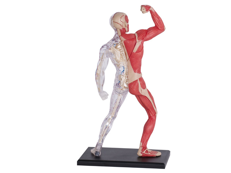 4D Human Muscle and Skeleton Anatomy Model – 46-Piece Educational