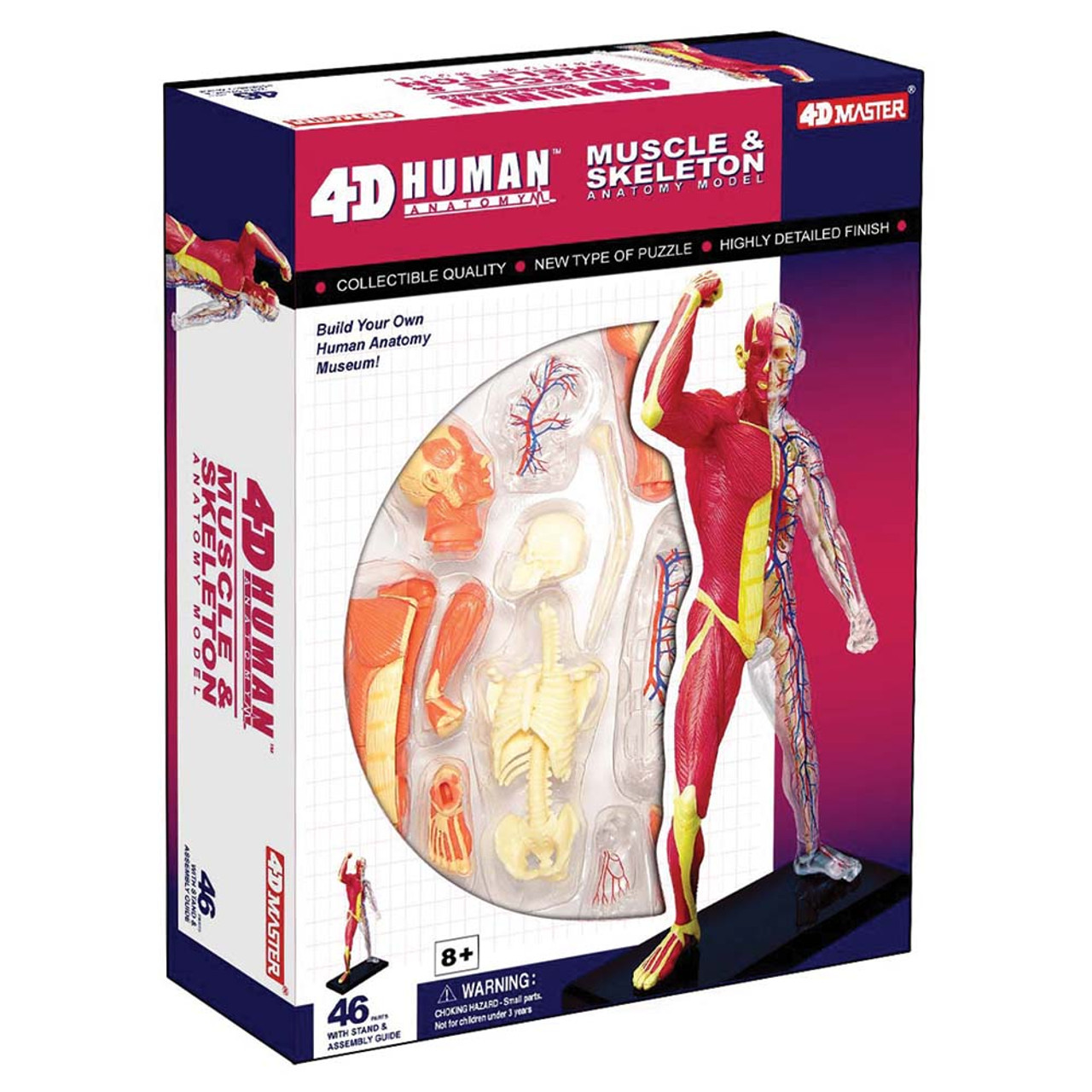 ANATOMY　MALE 　人体模型 Anatomy Tools AnatomyTools